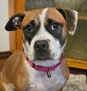 Pet of the Week: Nova Belle
