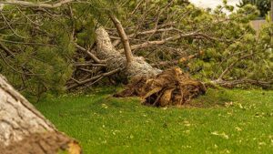 EF-1 tornado confirmed in Edwardsburg after Sunday storm