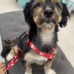 Iranian rescue dog awaiting flight to meet adoptive family in Canada