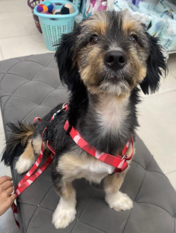 Iranian rescue dog awaiting flight to meet adoptive family in Canada